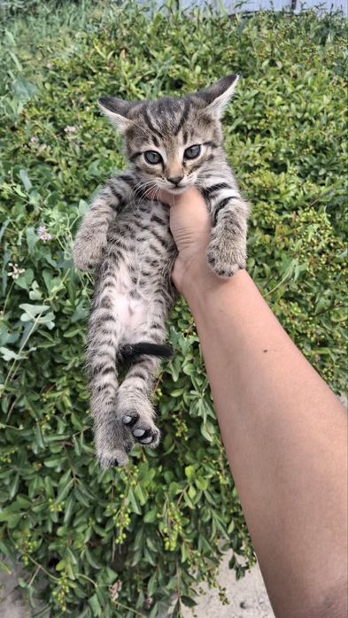 Котенок мальчик бесплатно в добрые руки