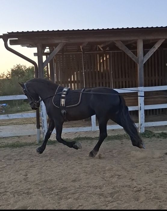 Vând mânză Frizian Royal