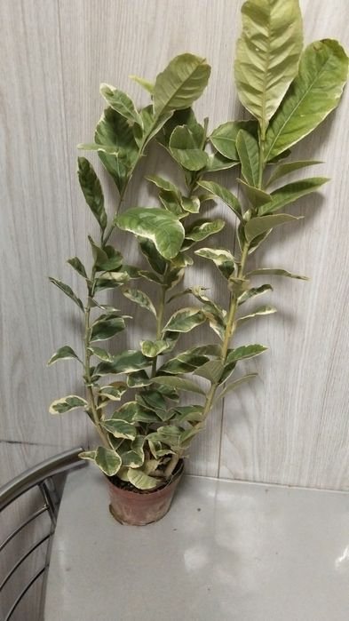 Отростки вариагатного лимона(детки)