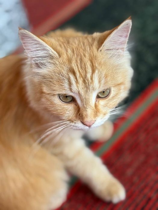 Zotli muwuk sotiladii srocna