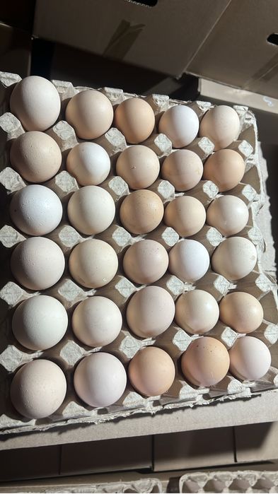 Яйцо куриное всех категорий