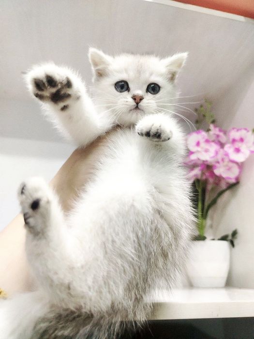 Мушук сотилади угил