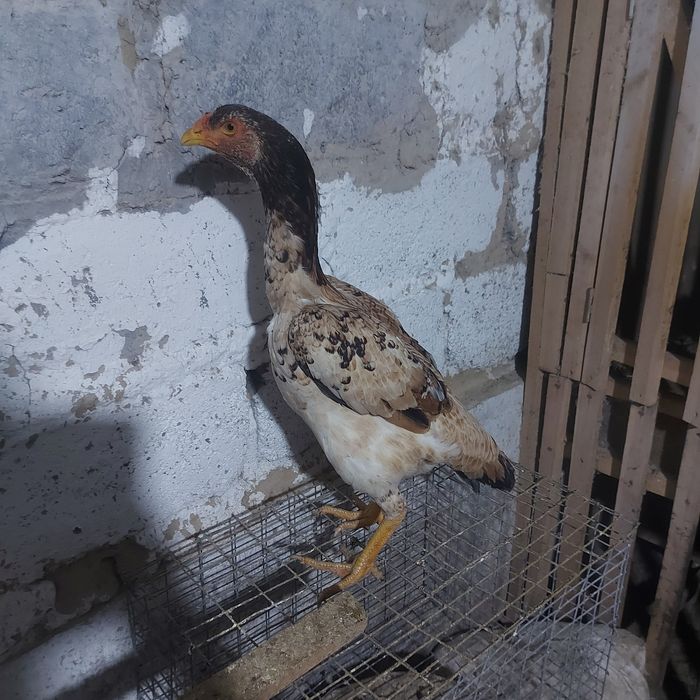 Шамо джужа майски несутся