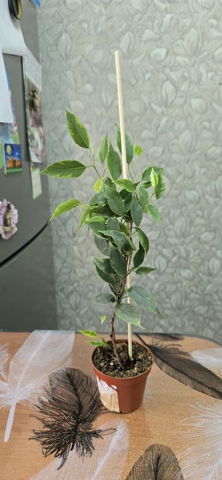 Фикус Бенджамина Анастасия