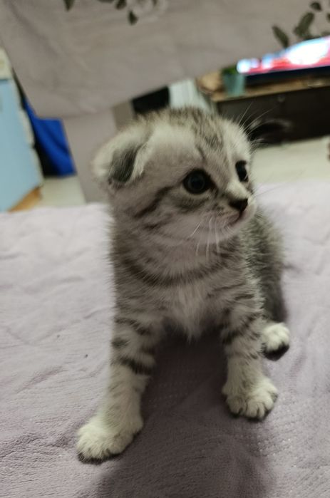 Вислоухие котята