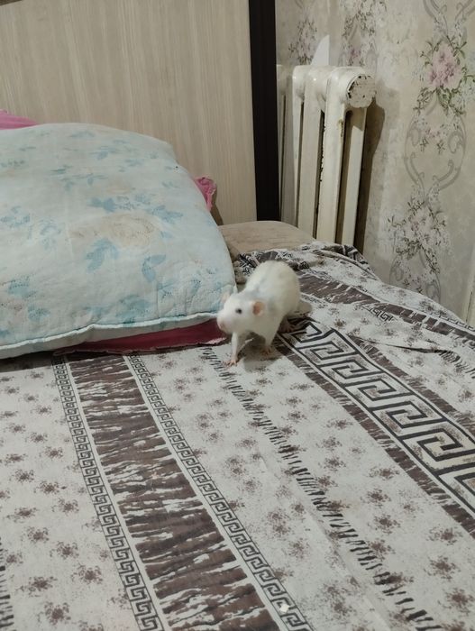 Крыса декоративная