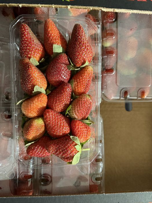 Клубника Египет