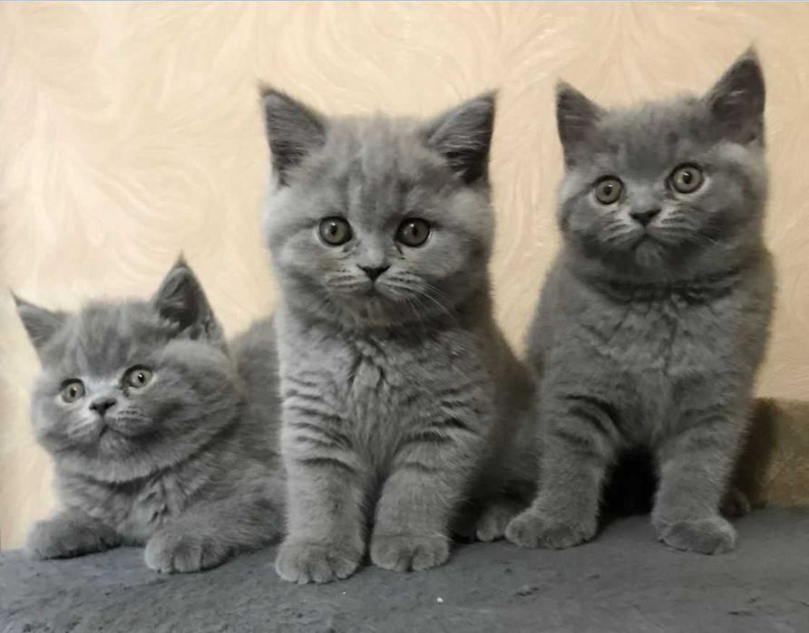 Британская кошка