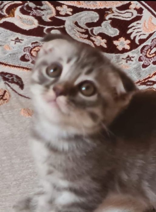 Котята ищут новую семью