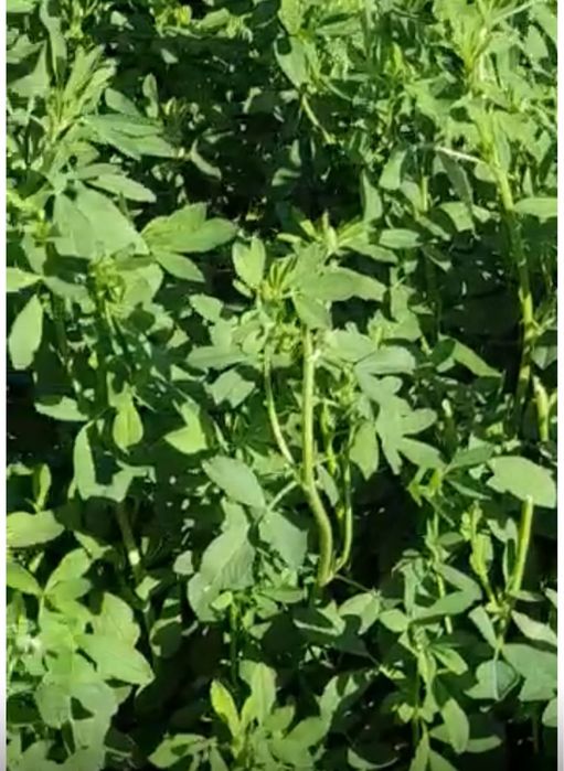 Семена люцерны Джеа / Семиречный