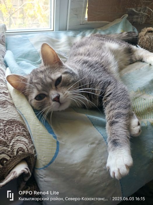 Котики в добрые руки