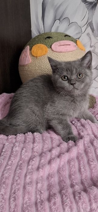 Британские котята с документами