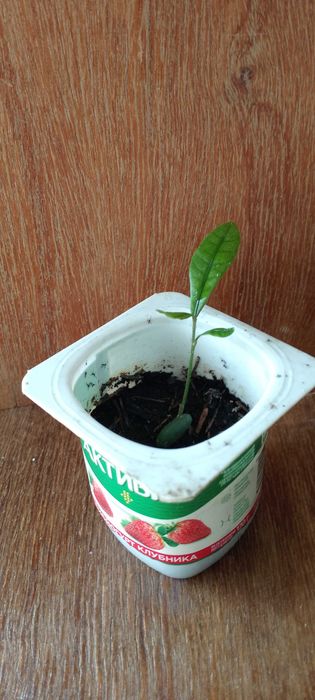 Синсепалум экзот.Магический фрукт.