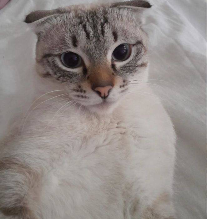 Шотландский вислоухий кот