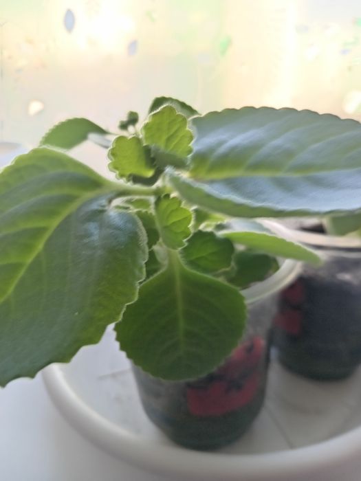 Комнатные растения