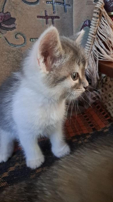 Отдам котёнка в добрые руки