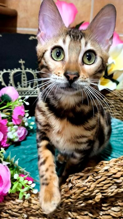 ЗОЛОТОЙ бенгальский Котёнок