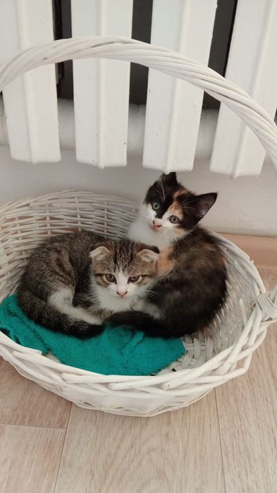 Отдам котят в доброе руки