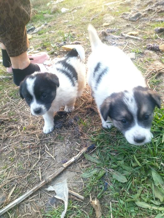 Щенки в самые добрые руки