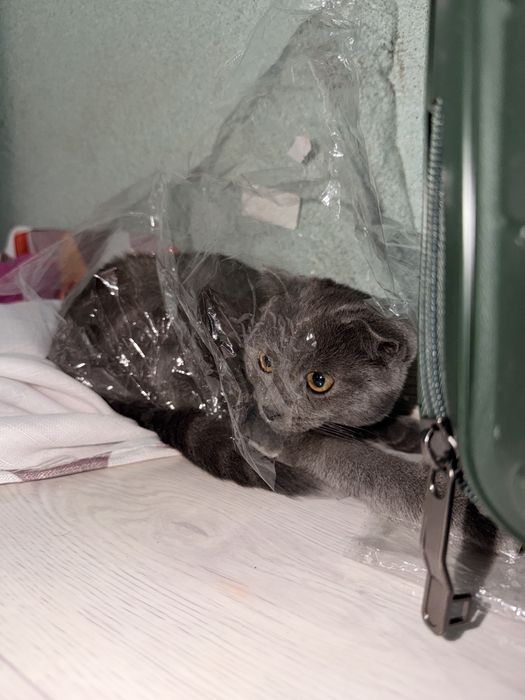 Кошка вислоухая Нами