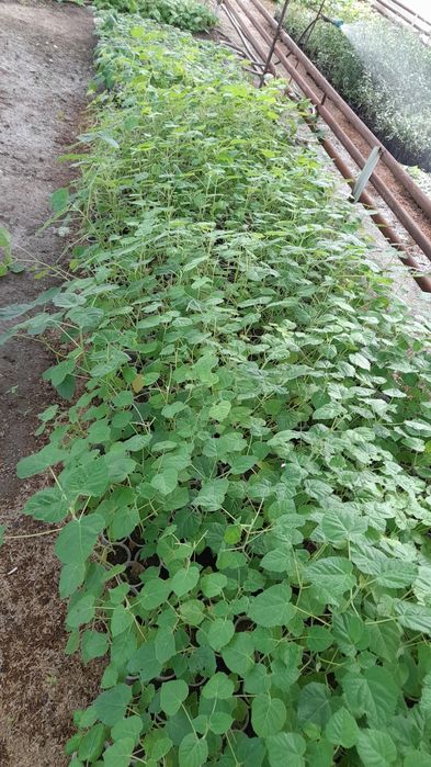 Pavlovniya Shan Tong Nihollari