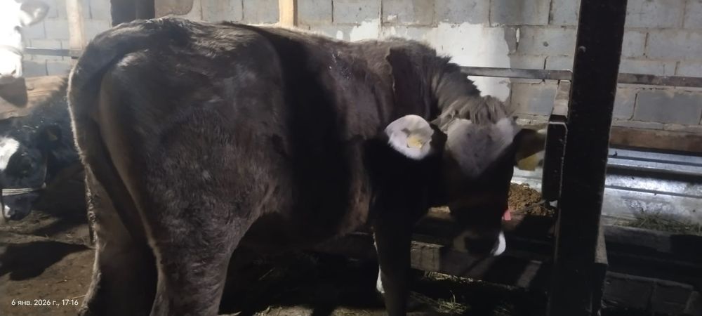 Продам  две тёлочки