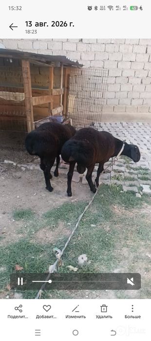 Srochno qoy sotiladi