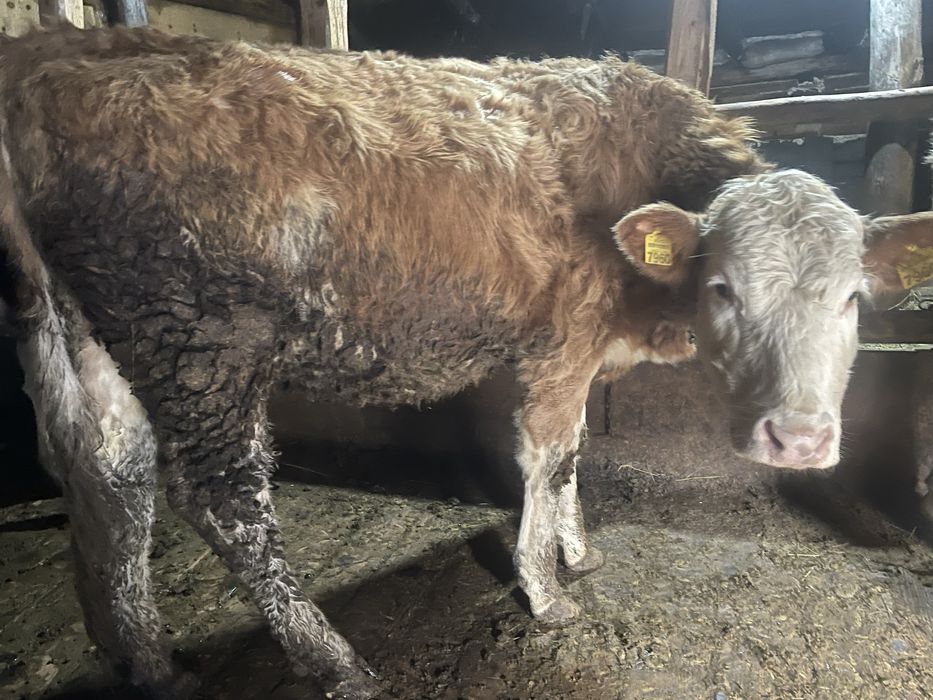 Vand vitele din mame bune de lapte