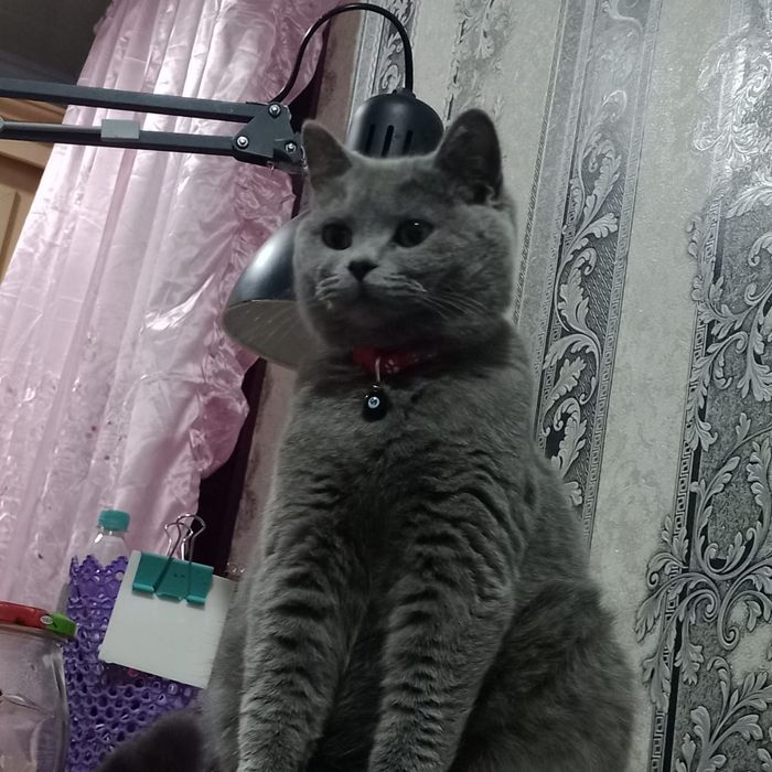Скотиш страйд кошка британская порода