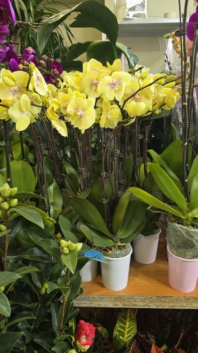 Орхидея, орхидея фаленопсис.