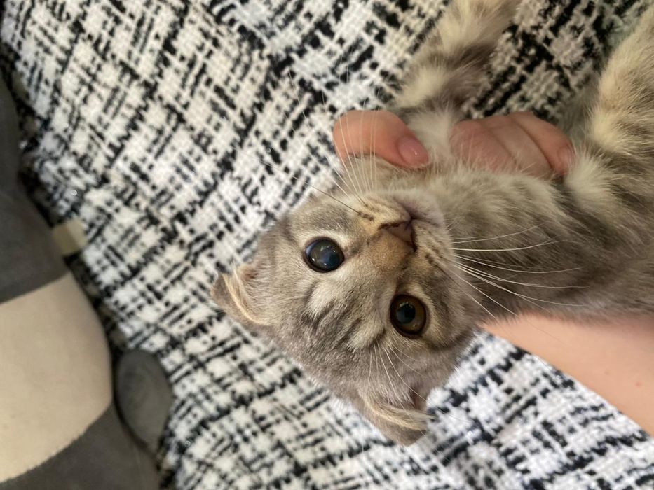 Шотландский котёнок, 2,5 месяца
