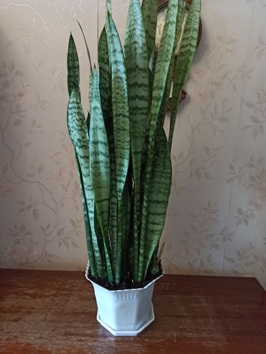 Продам комнатные цветы. Продам аквариум