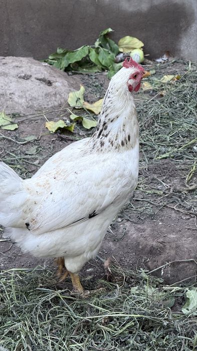 Адлерский куры продам