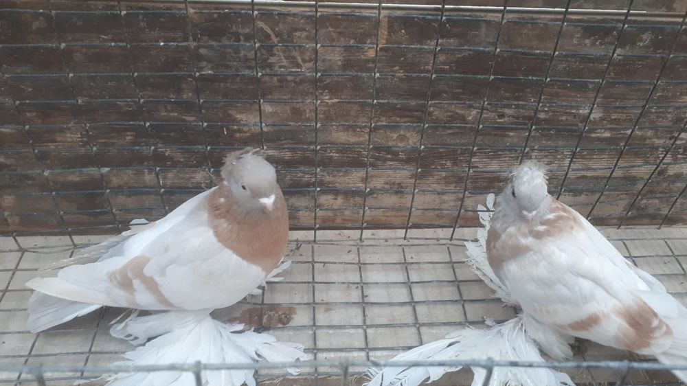 Продам рантовых голубей