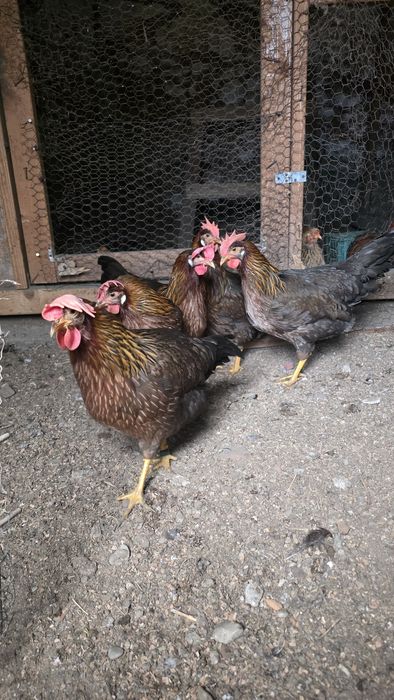 Cocoși si Gaini Italiană Potârnichie tineret