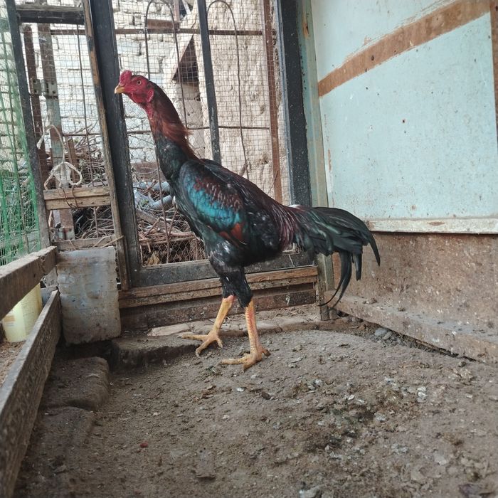 Август ойида чиккан жожа