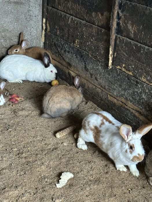 Vand iepuri  de casă