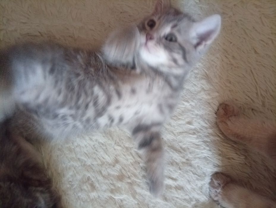 Котята мальчики .