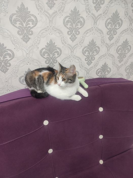 Отдам в добрые руки