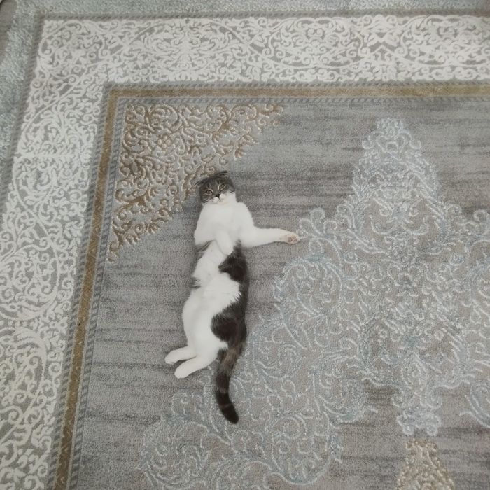 Отдам хорошие руки