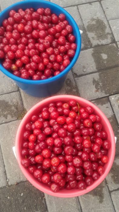 вишня,смородина город астана
