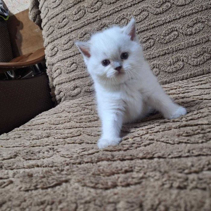 Продаются котята