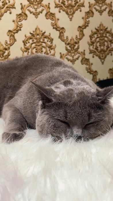 Вязка Привозной, Клубный Кот