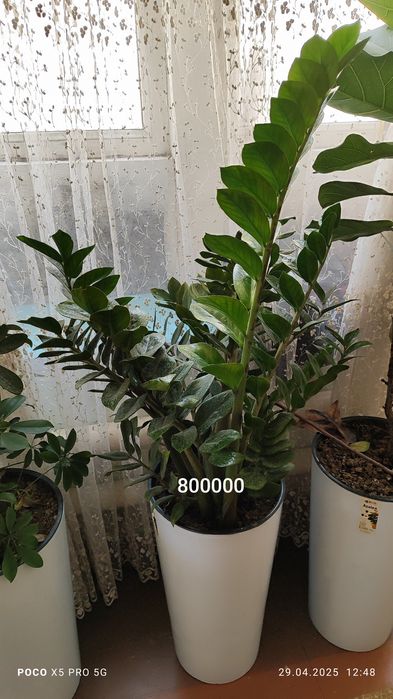 Домашний и офисный цветы Замиокалькус Долларовое дерево