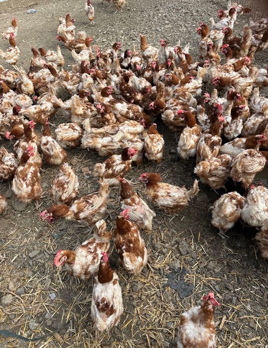 Găini Ouătoare disponibile