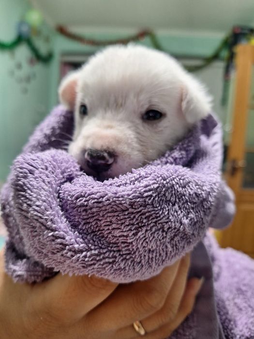 Отдам щенков в добрые руки