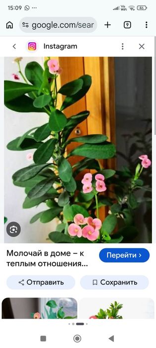 Комнатные цветы  недорого
