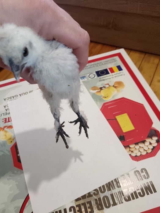 Декоративни пиленца