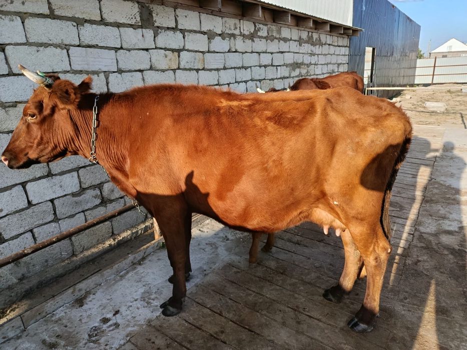 Продам корову с теленком