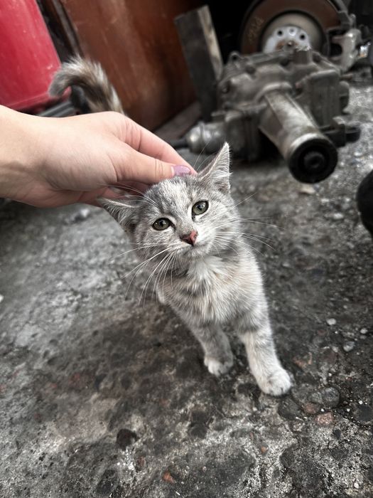 Добрые руки для котенка девочка